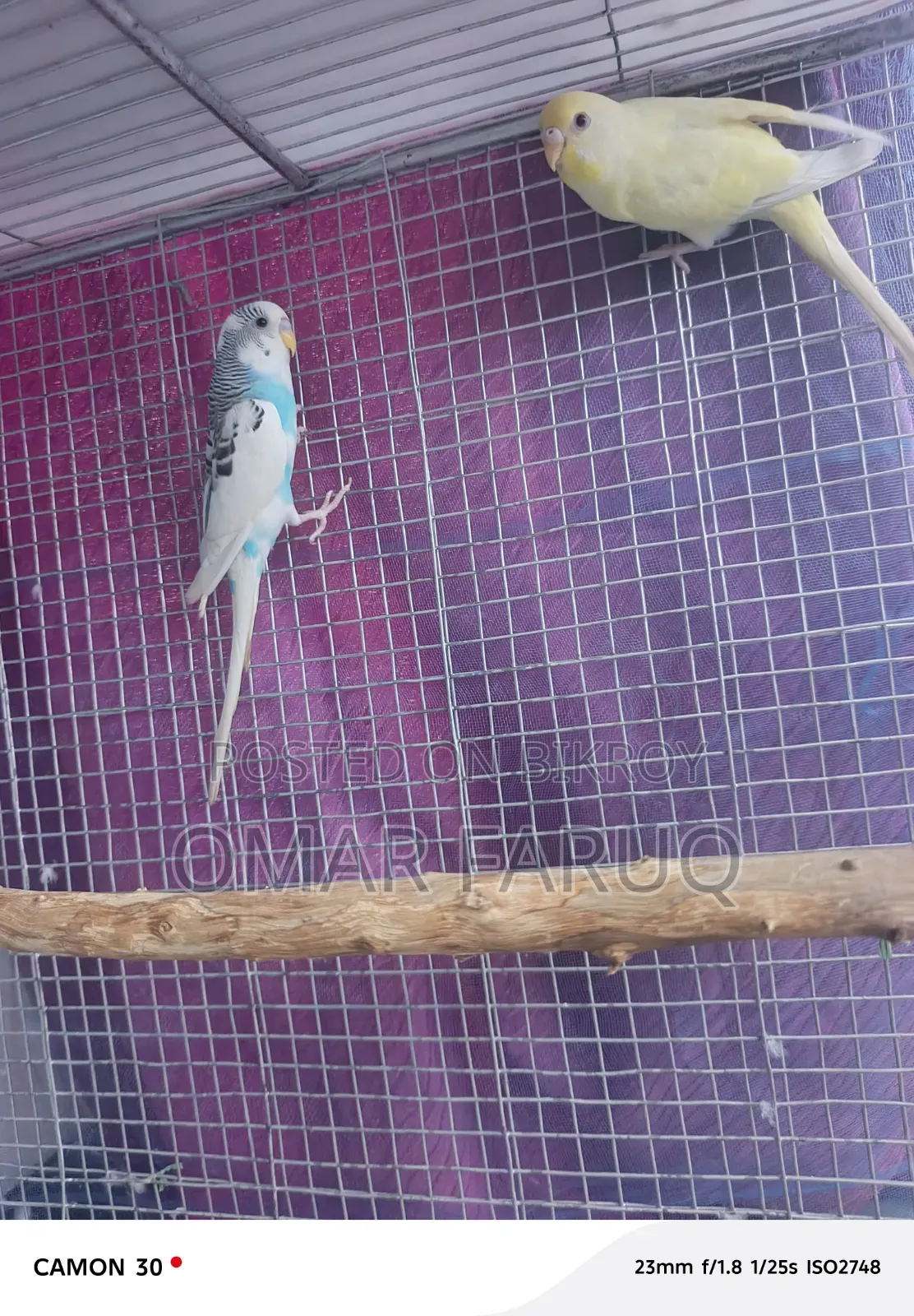 Budgerigar Bird