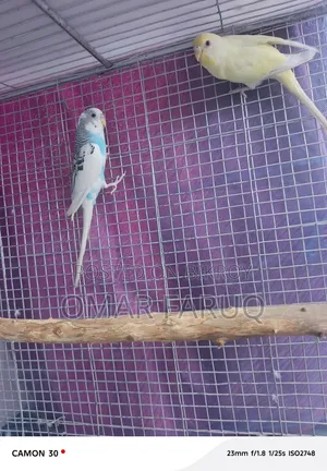 Budgerigar Bird