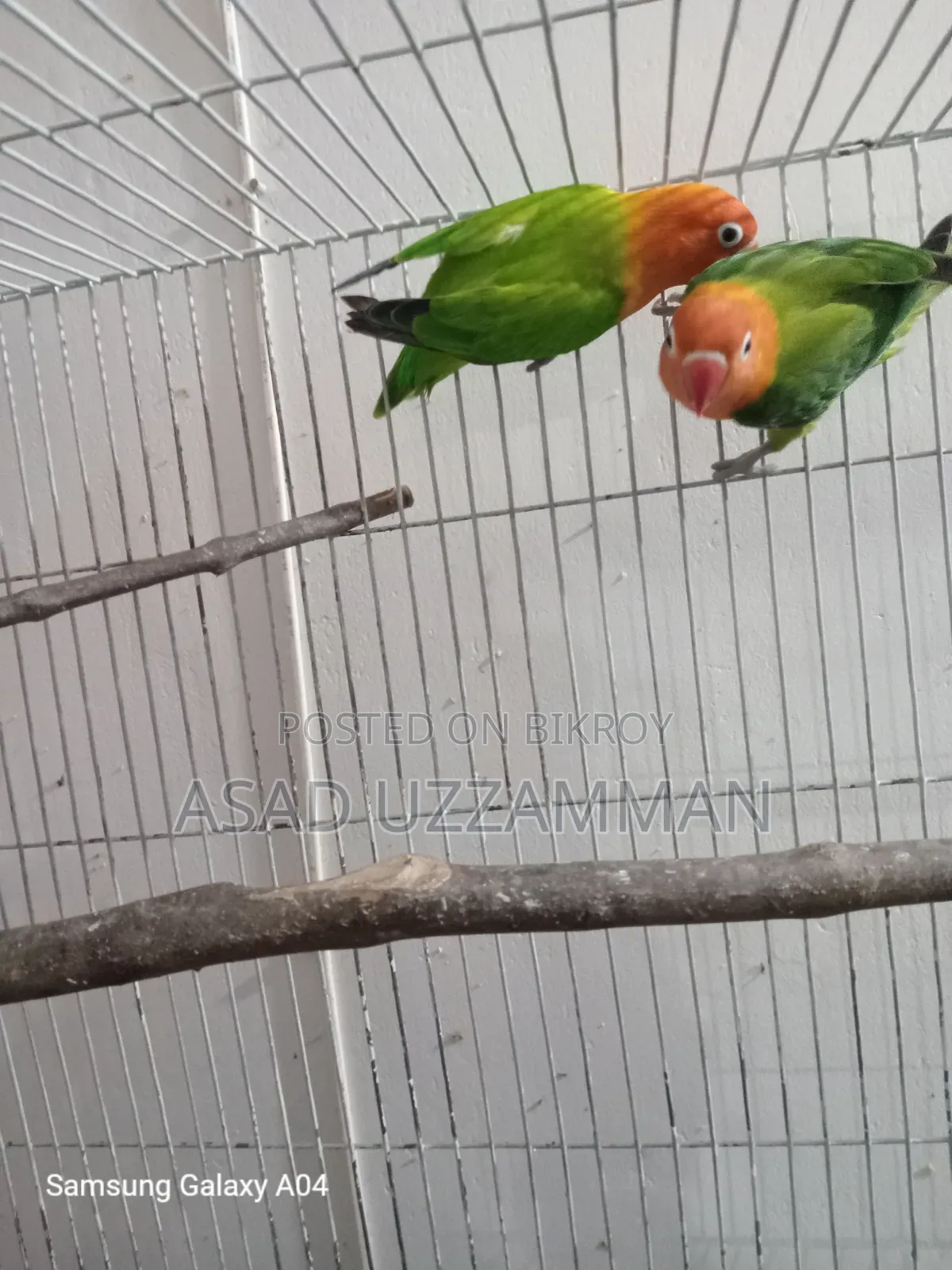 Love bird