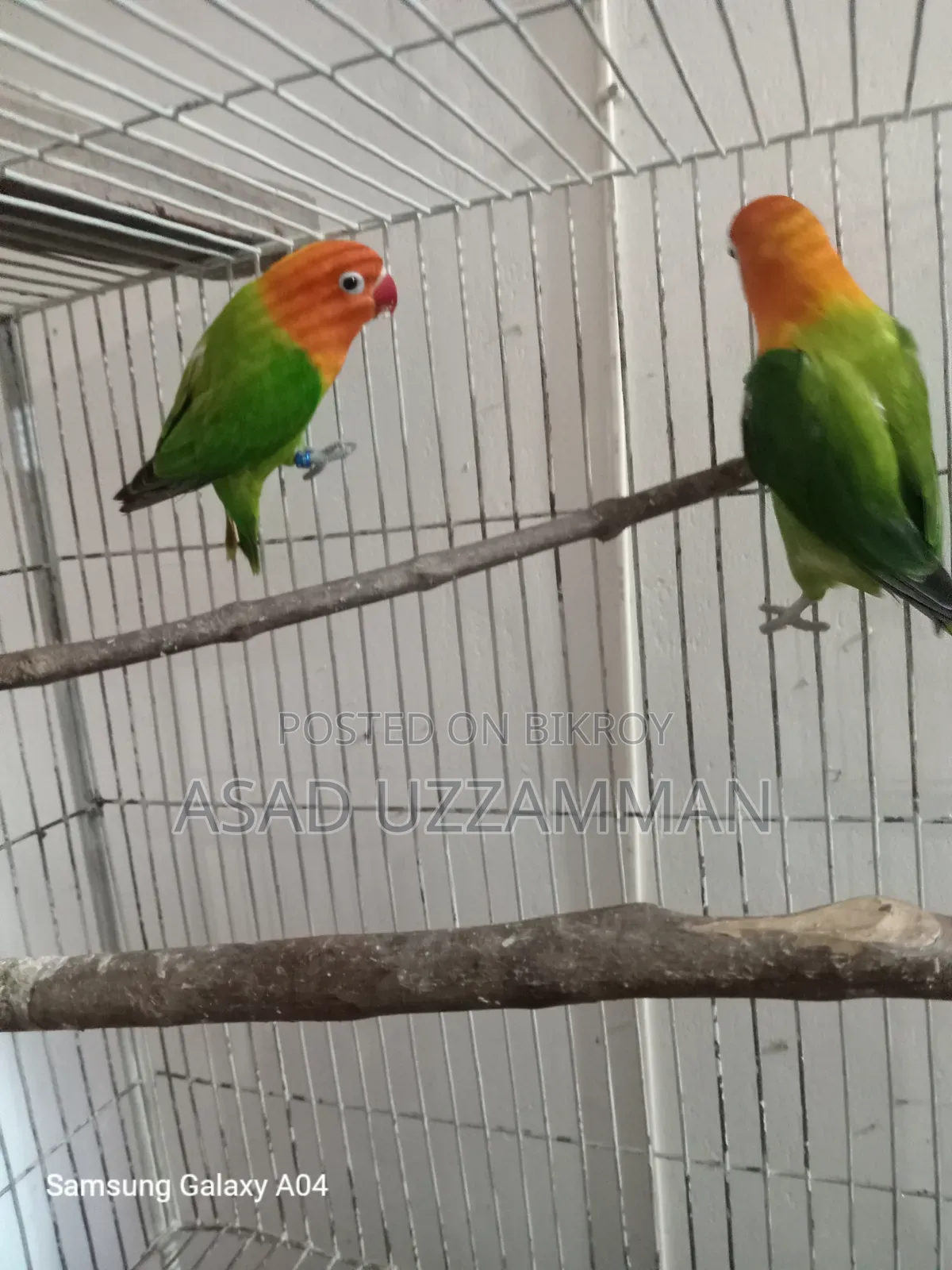 Love bird