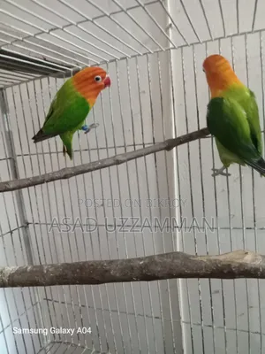 Love bird