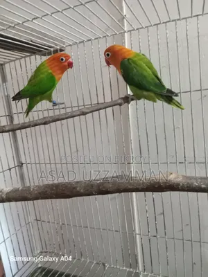Love bird