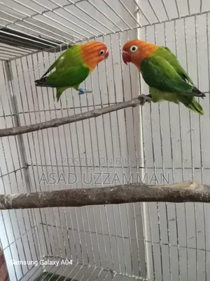 Love bird