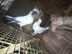 Selling all pigeons.
