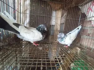 Selling all pigeons.