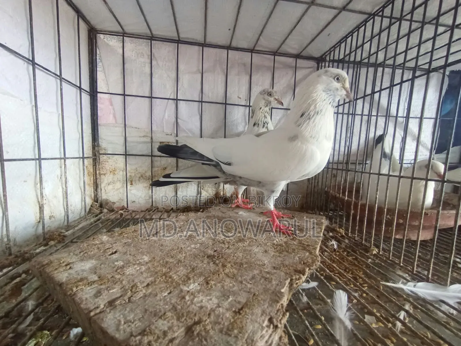 Selling all pigeons.