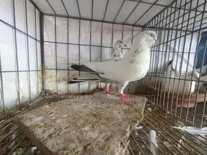 Selling all pigeons.