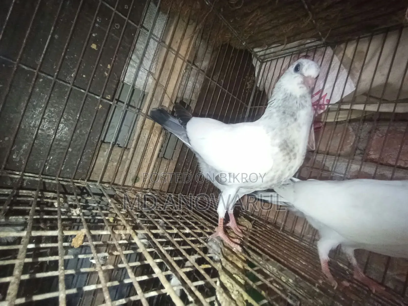 Selling all pigeons.
