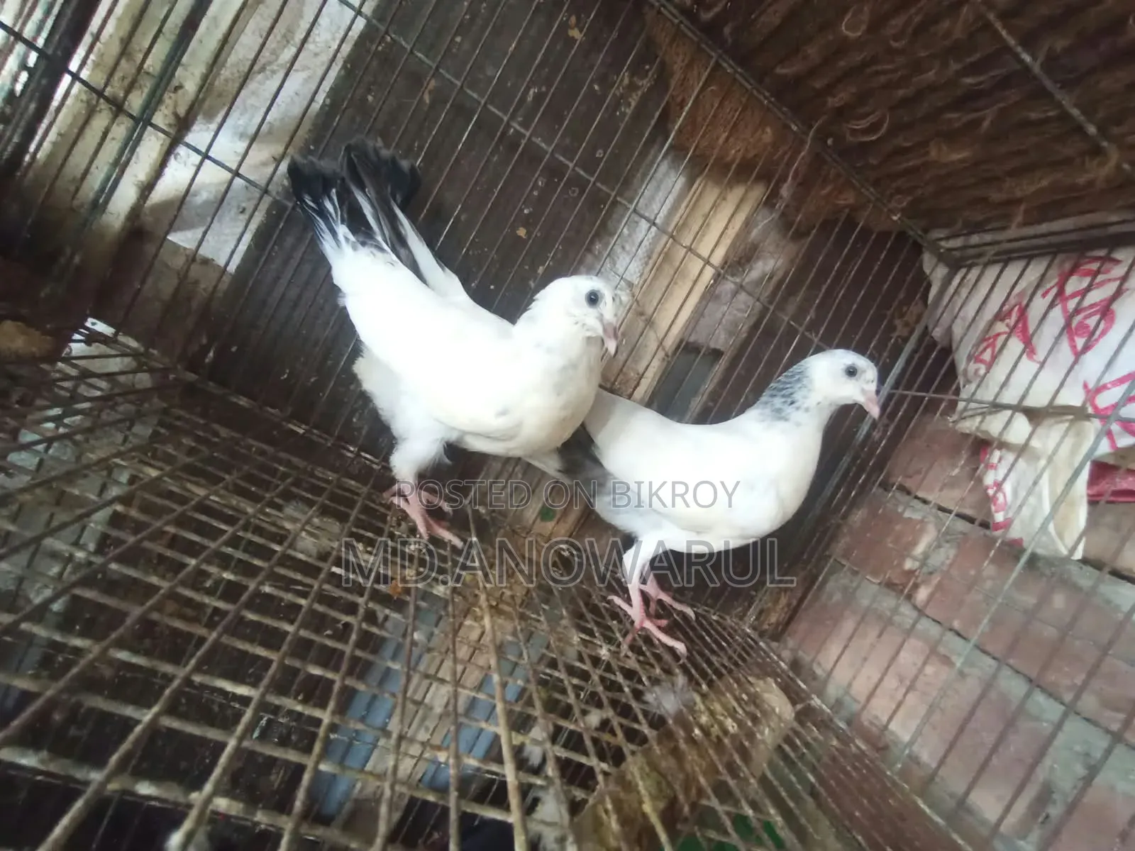 Selling all pigeons.