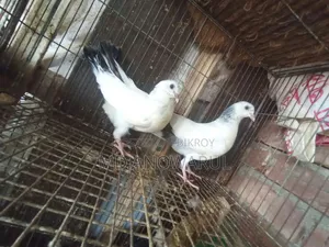 Selling all pigeons.
