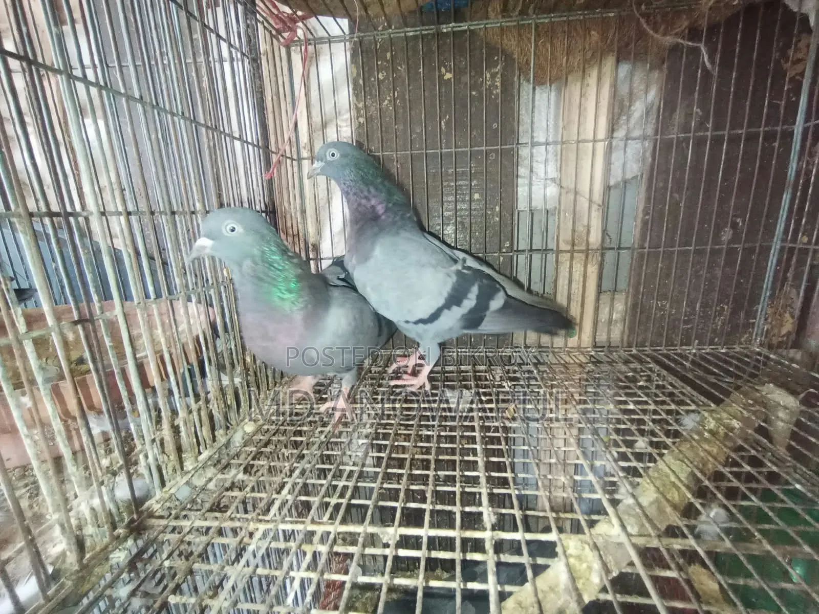 Selling all pigeons.