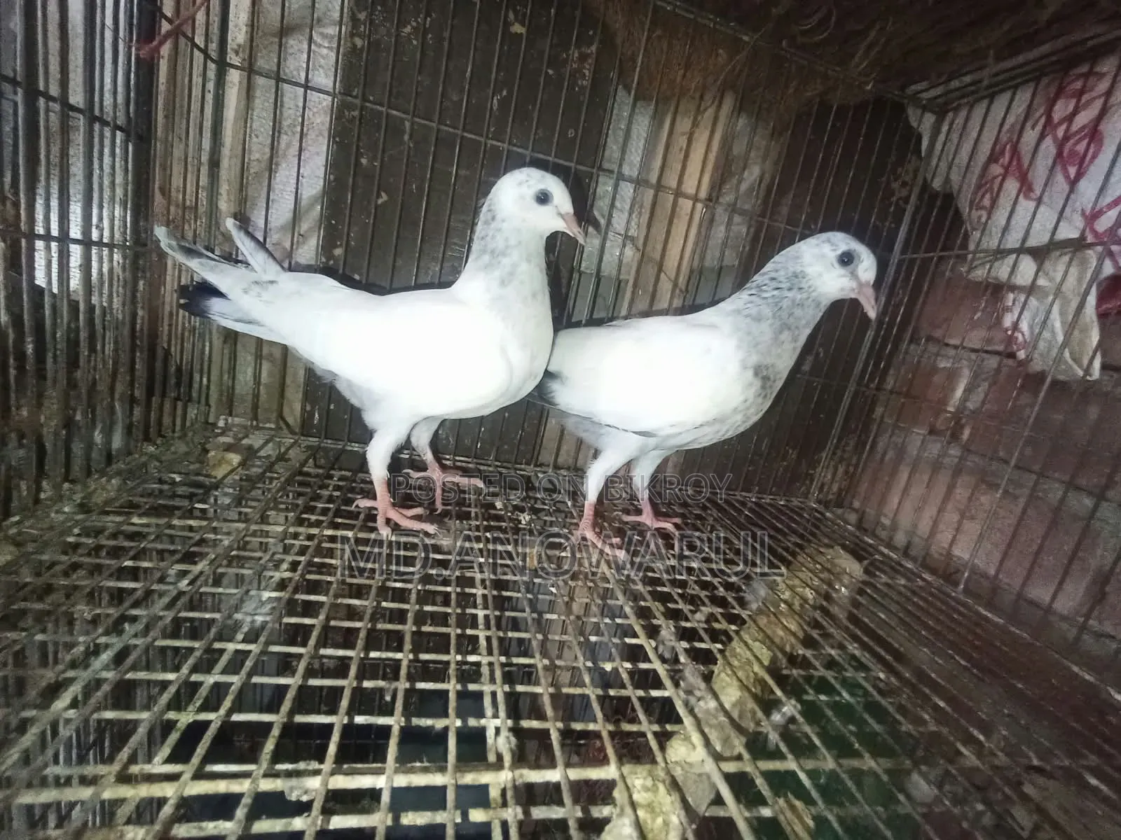 Selling all pigeons.