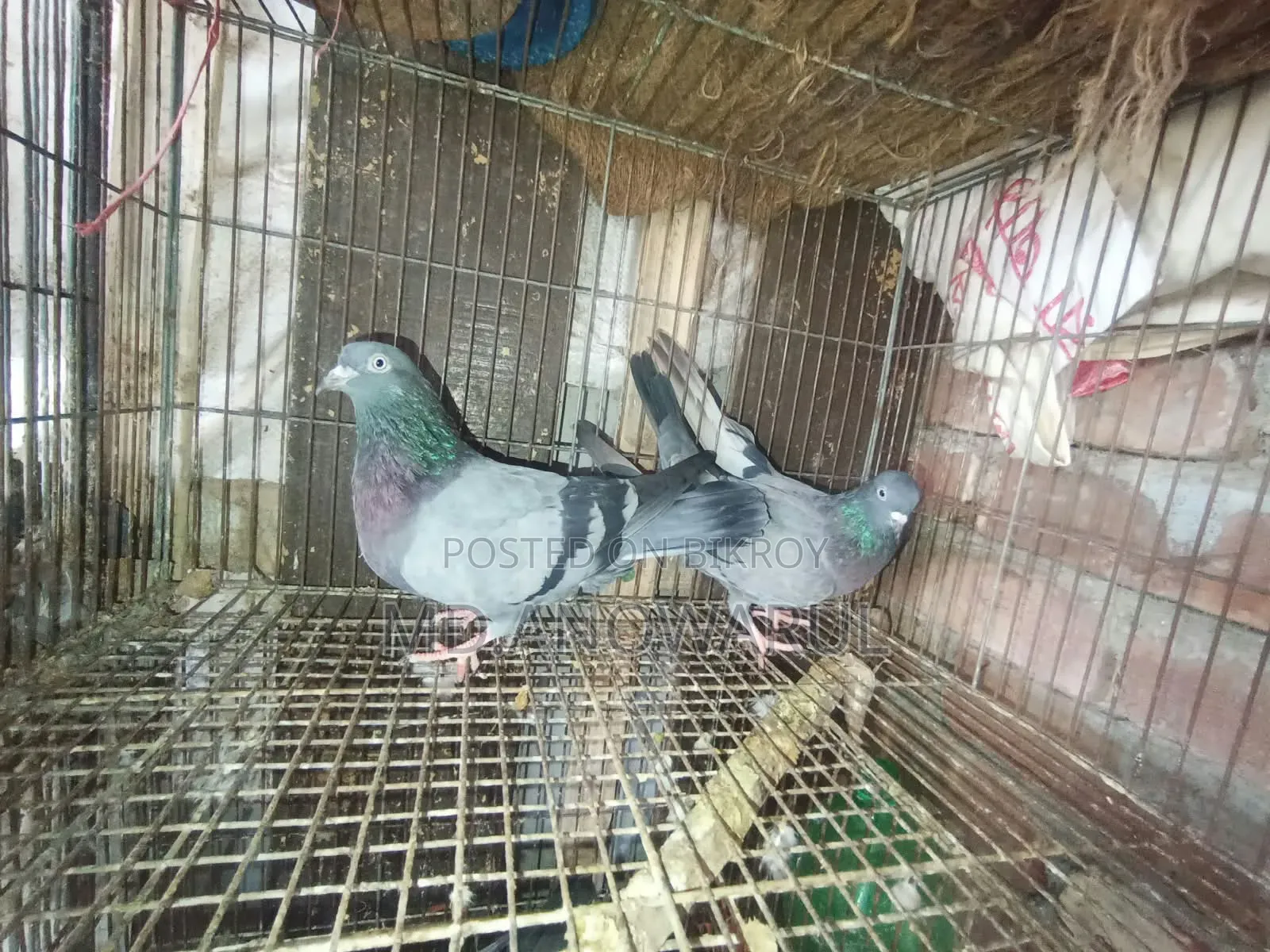 Selling all pigeons.