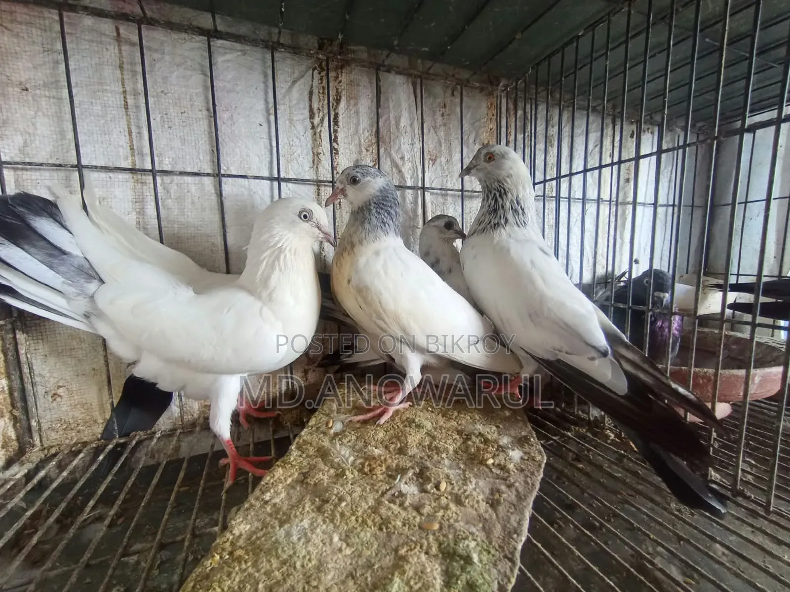 Selling all pigeons.