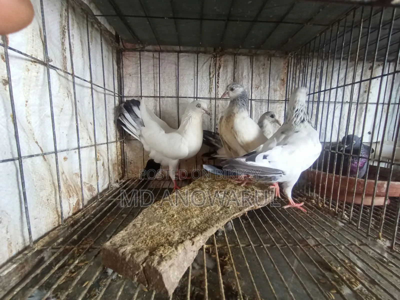 Selling all pigeons.