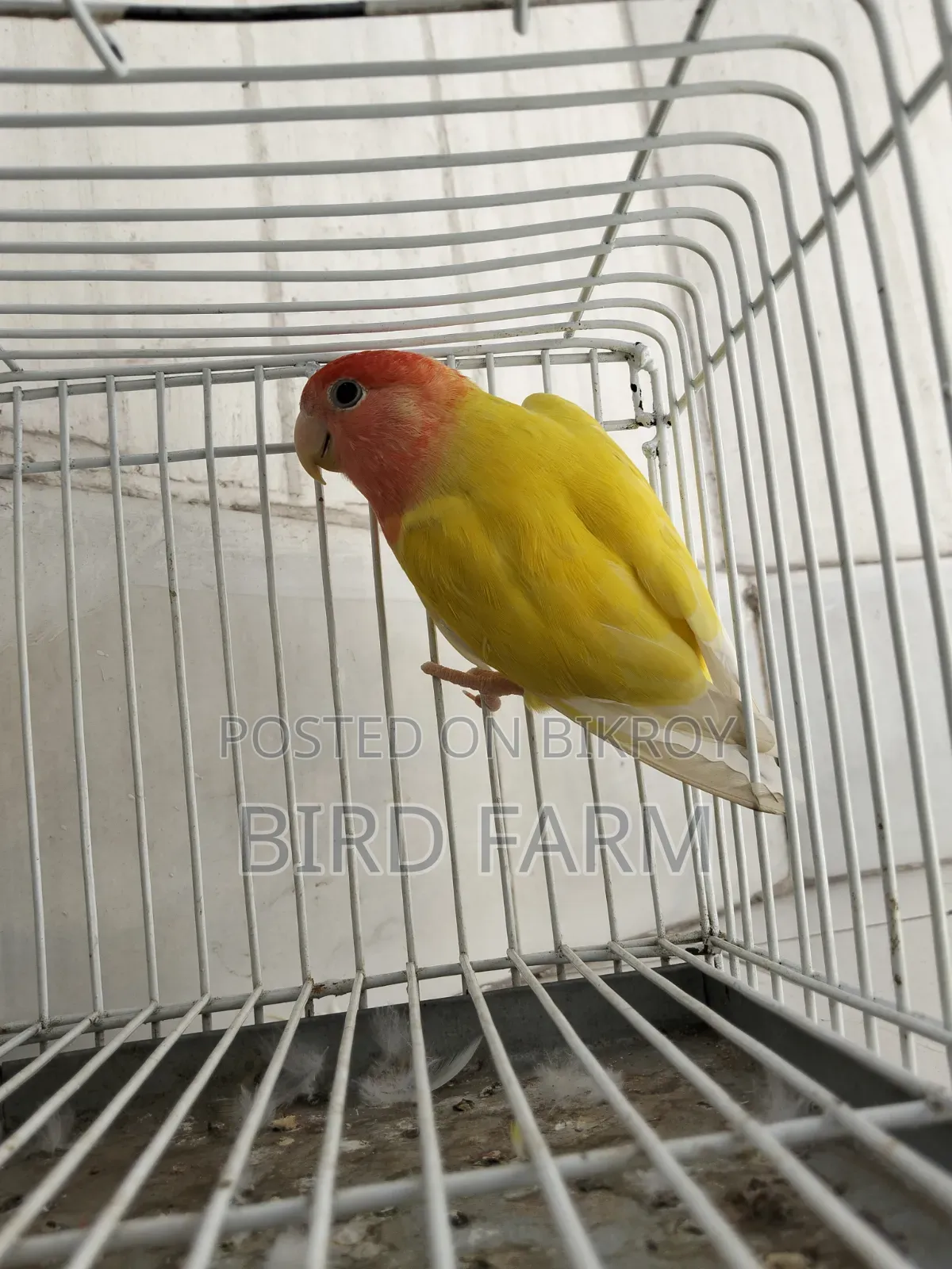 Love Bird (Red Eye)
