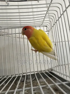 Love Bird (Red Eye)