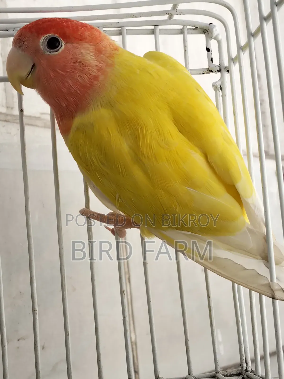 Love Bird (Red Eye)