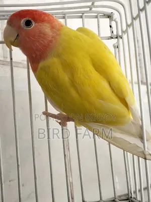 Love Bird (Red Eye)
