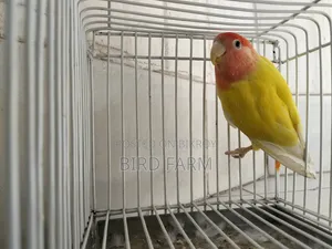 Love Bird (Red Eye)