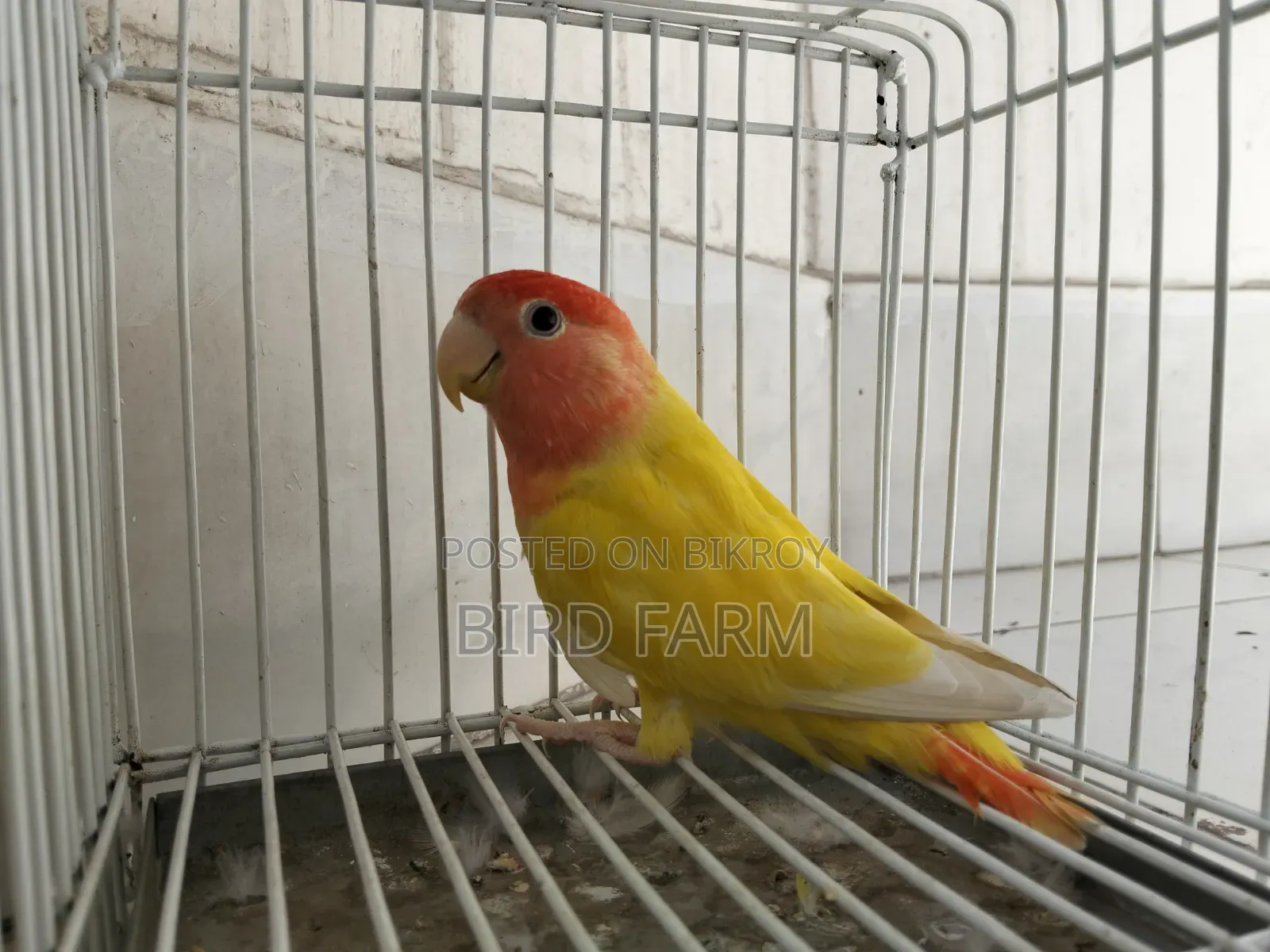 Love Bird (Red Eye)