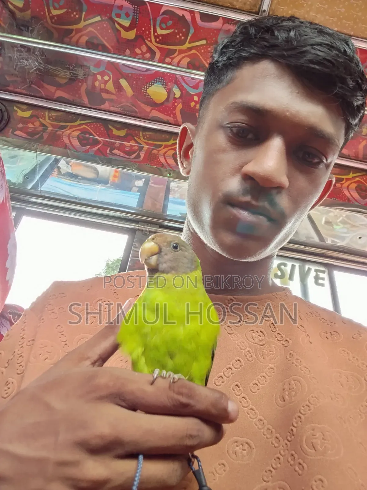Plum Headed Parakeet