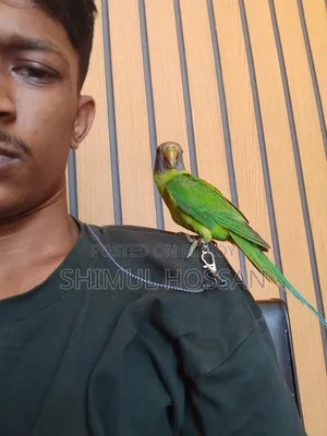 Plum Headed Parakeet