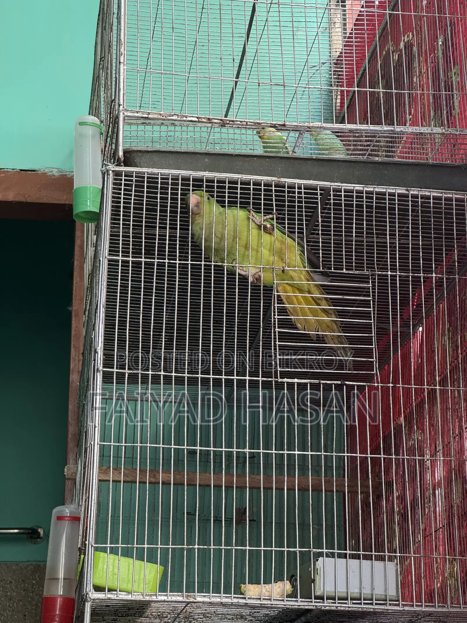 Indian Ringneck Parrot