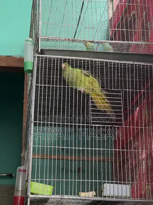 Indian Ringneck Parrot