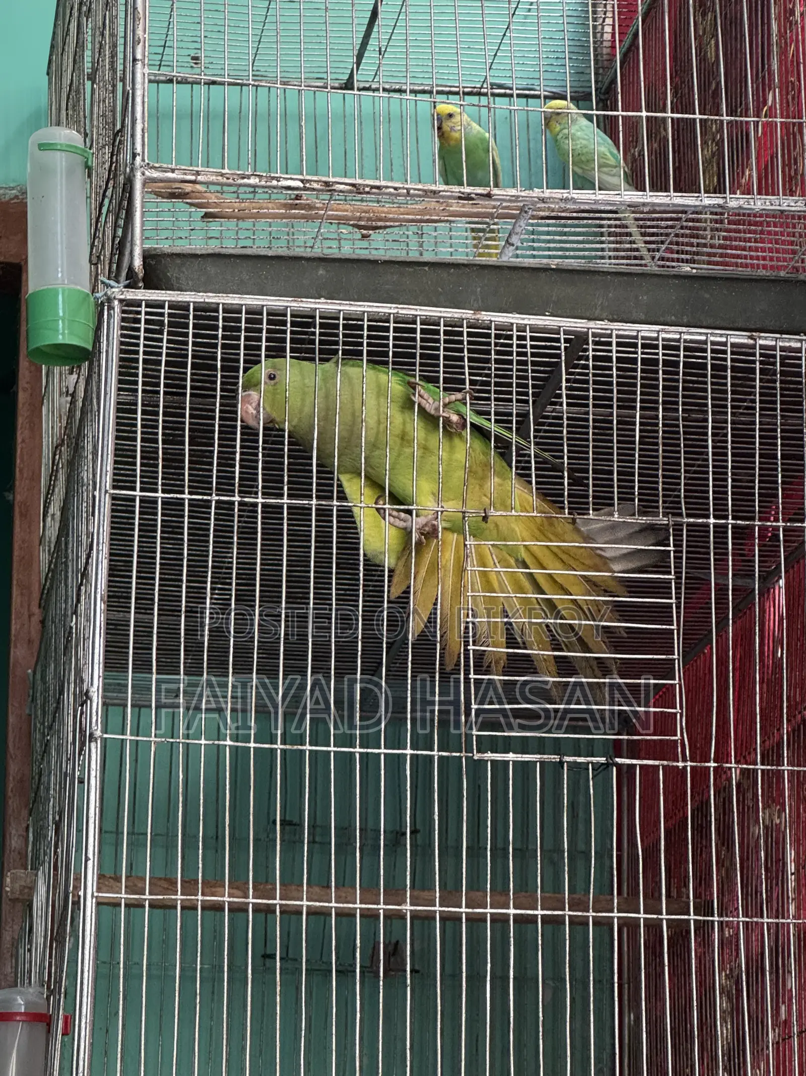 Indian Ringneck Parrot