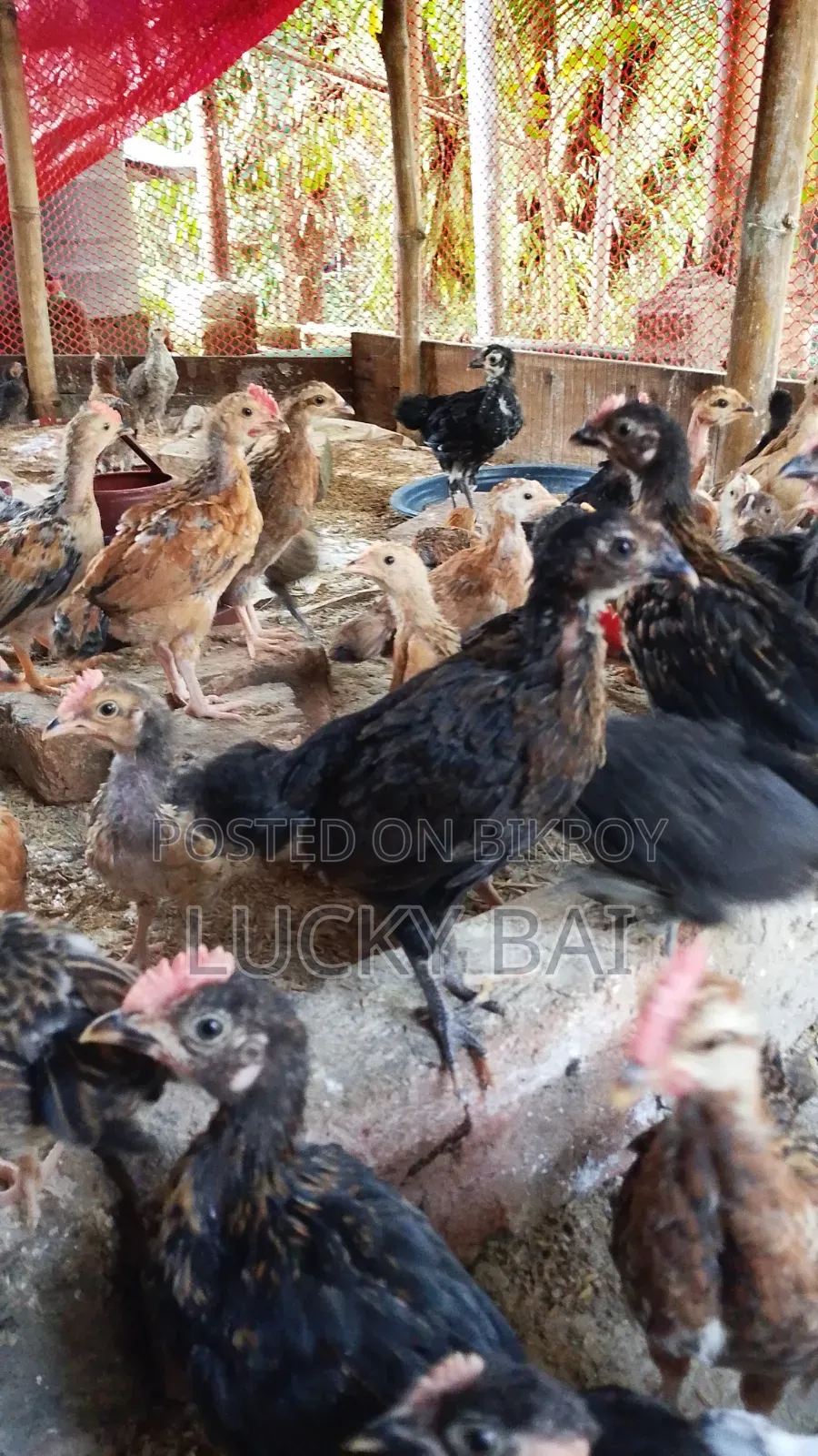 Local Chicken