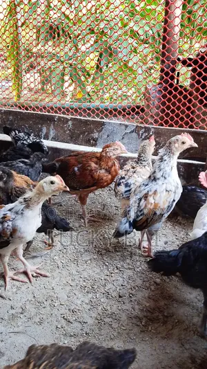 Local Chicken