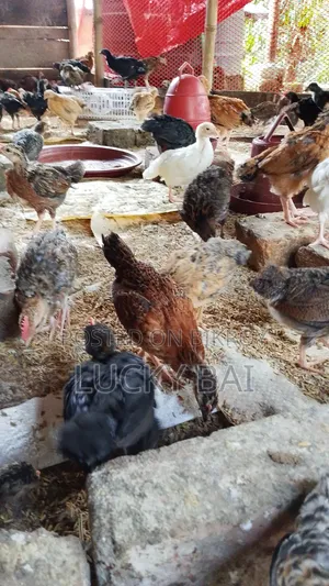 Local Chicken