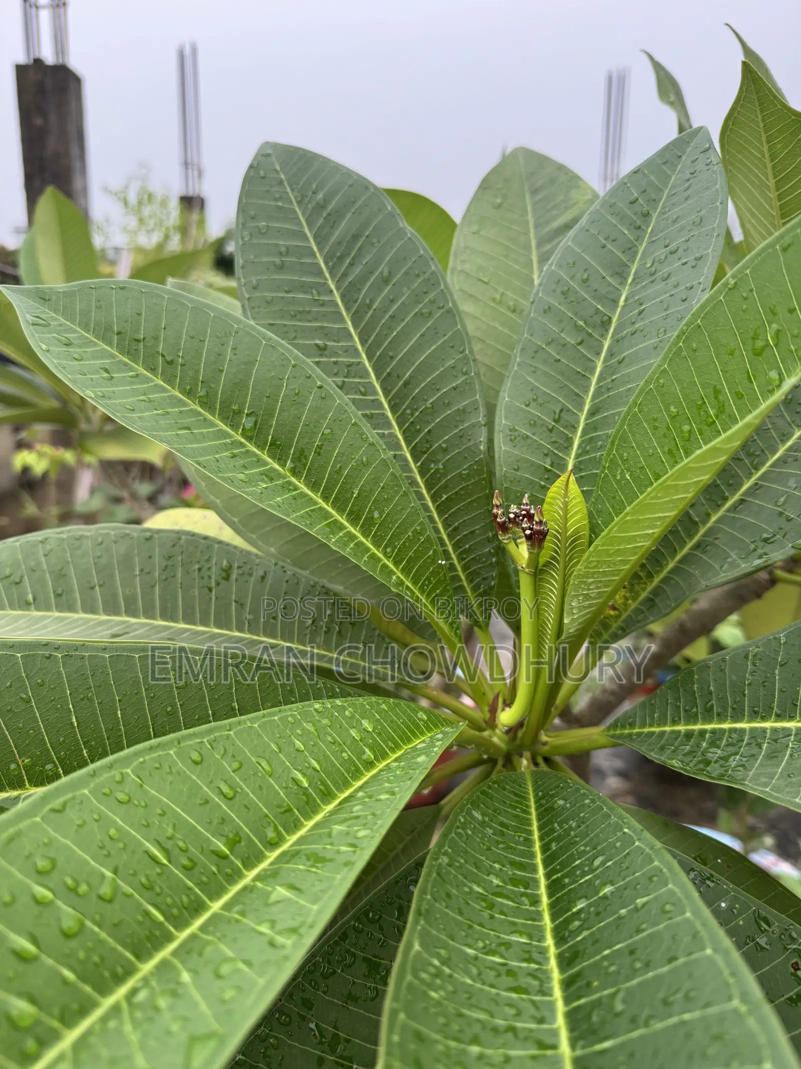 Frangipani Tree Large with Flowers Kathgolap