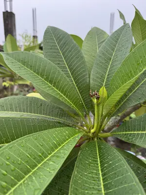 Frangipani Tree Large with Flowers Kathgolap