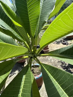 Frangipani Tree Large with Flowers Kathgolap