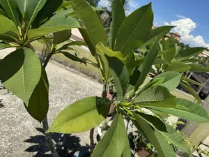 Frangipani Tree Large with Flowers Kathgolap