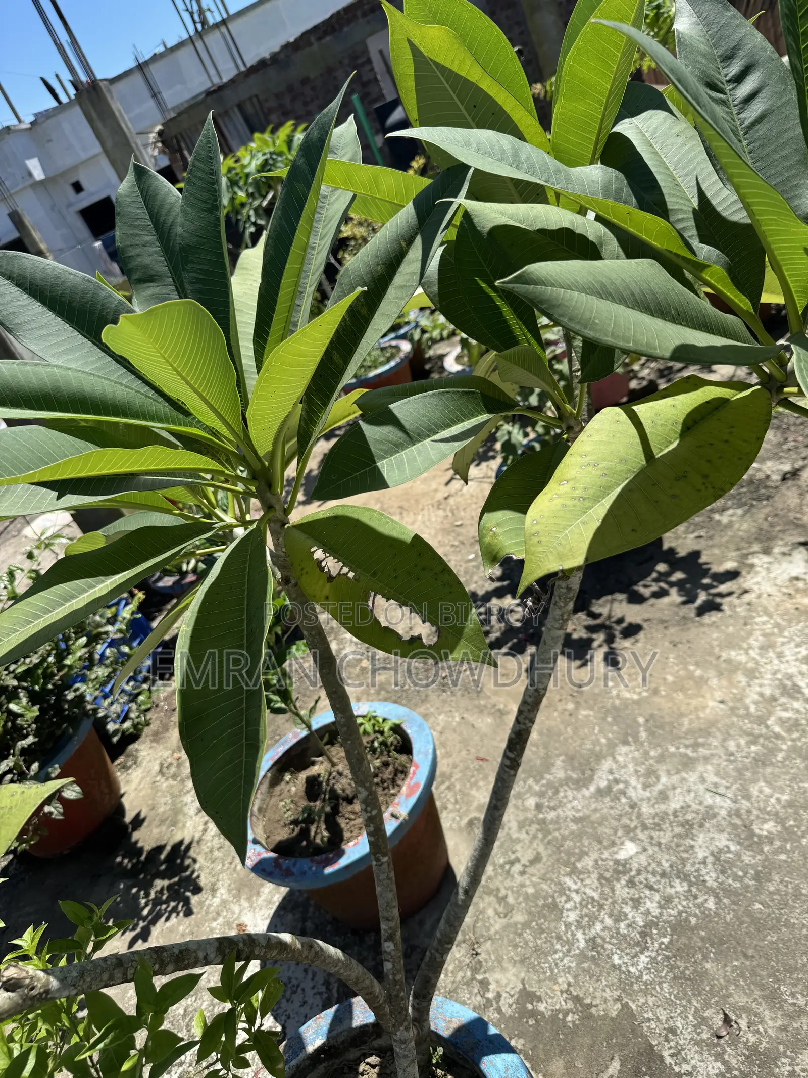Frangipani Tree Large with Flowers Kathgolap