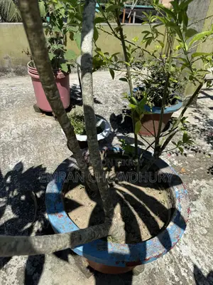 Frangipani Tree Large with Flowers Kathgolap