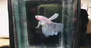 Premium Dumbo Ear Halfmoon Betta Fish