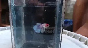 Premium Dumbo Ear Halfmoon Betta Fish