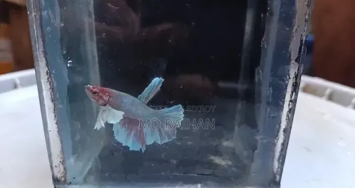Premium Dumbo Ear Halfmoon Betta Fish