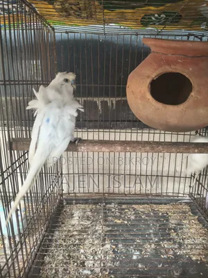 White Japanese Lovebird