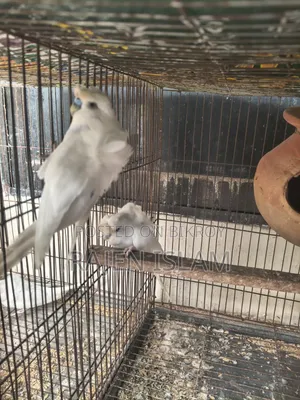 White Japanese Lovebird