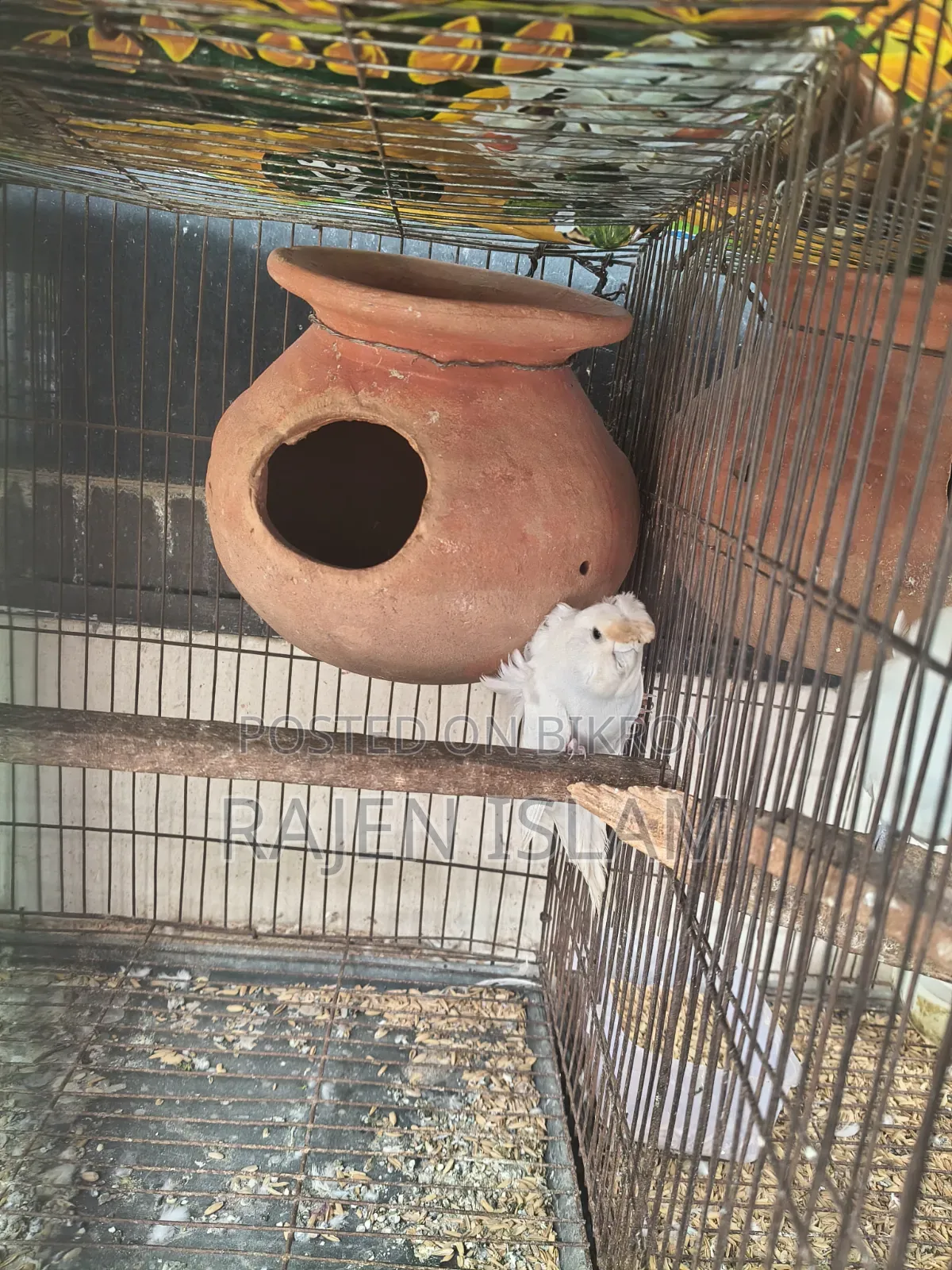 White Japanese Lovebird