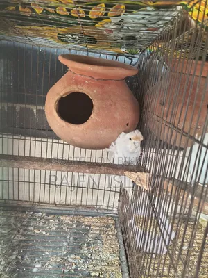 White Japanese Lovebird