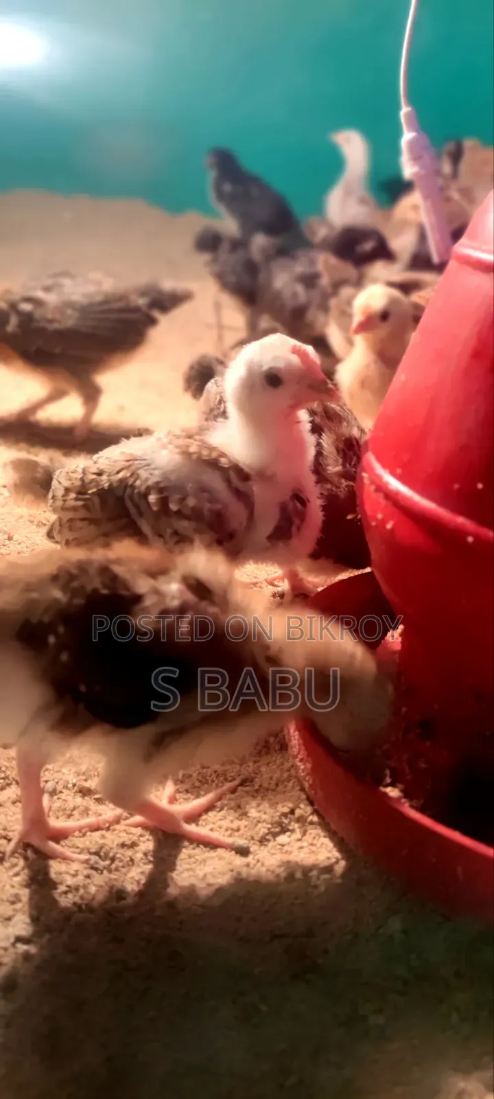 Deshi Chicken