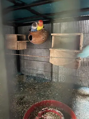 Love Bird Running Pair, Yellow is Male and Blue is Female