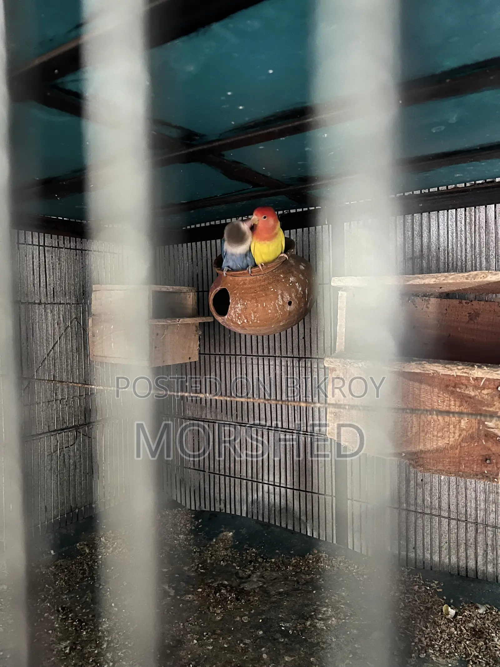 Love Bird Running Pair, Yellow is Male and Blue is Female