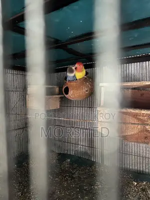 Love Bird Running Pair, Yellow is Male and Blue is Female